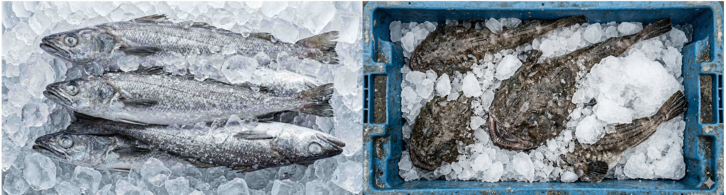 Fresh Namibian Hake and Monkfish stored in ice, demonstrating specialized temperature-controlled storage for the fishing industry in Walvis Bay.