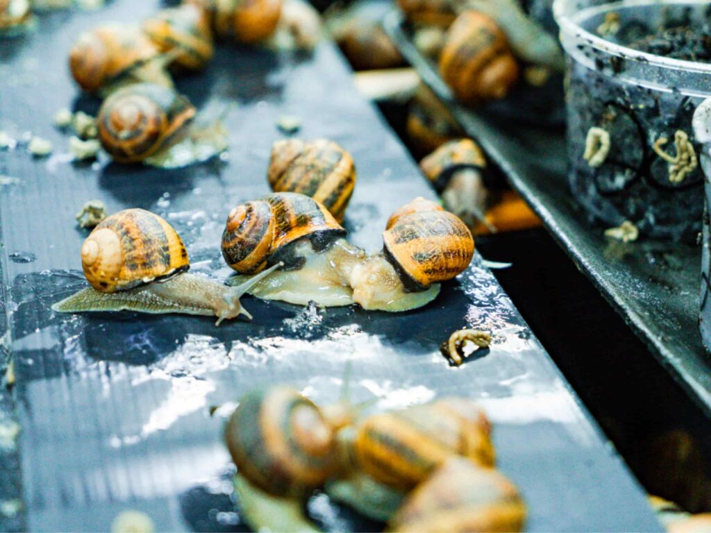 Namsnails uses Almar reefers to precisely control the temperature of their Snail Farm