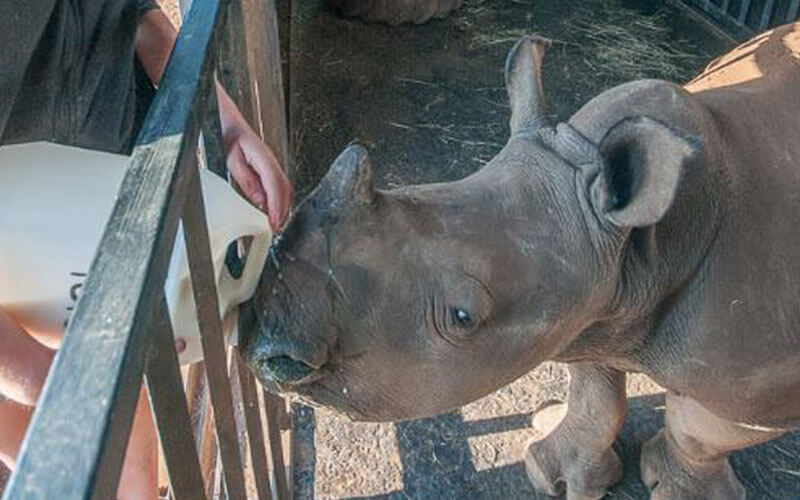 Container Accommodation Donation to Help Save The Rhinos