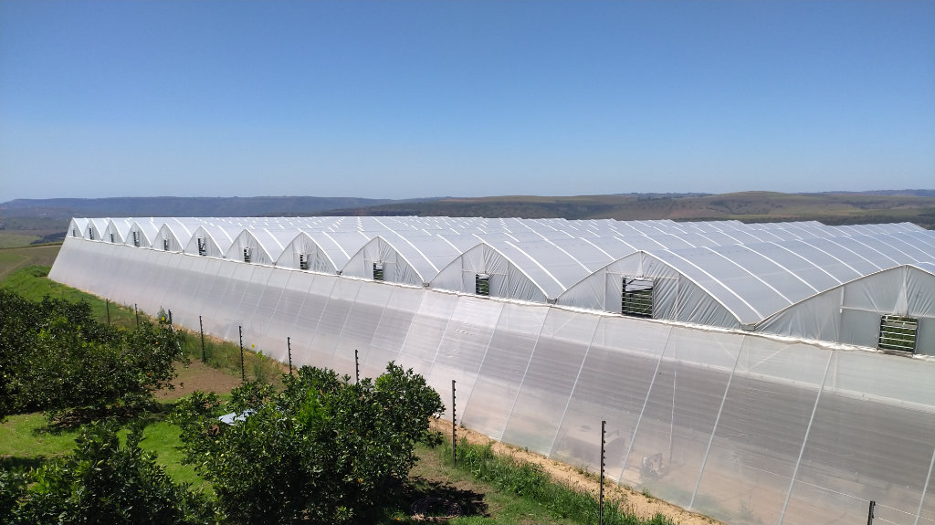 Commercial Greenhouse