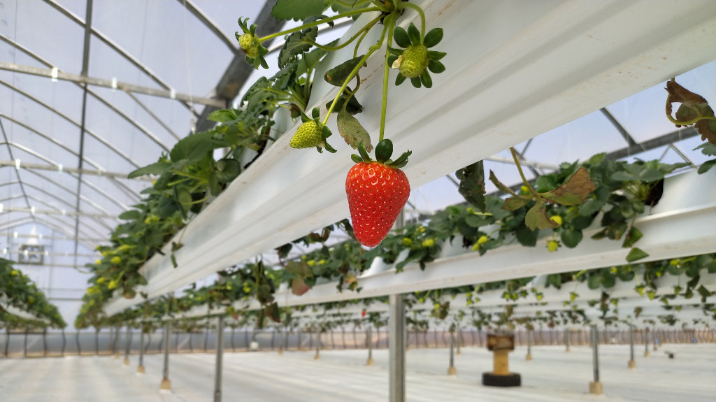 Strawberry farming