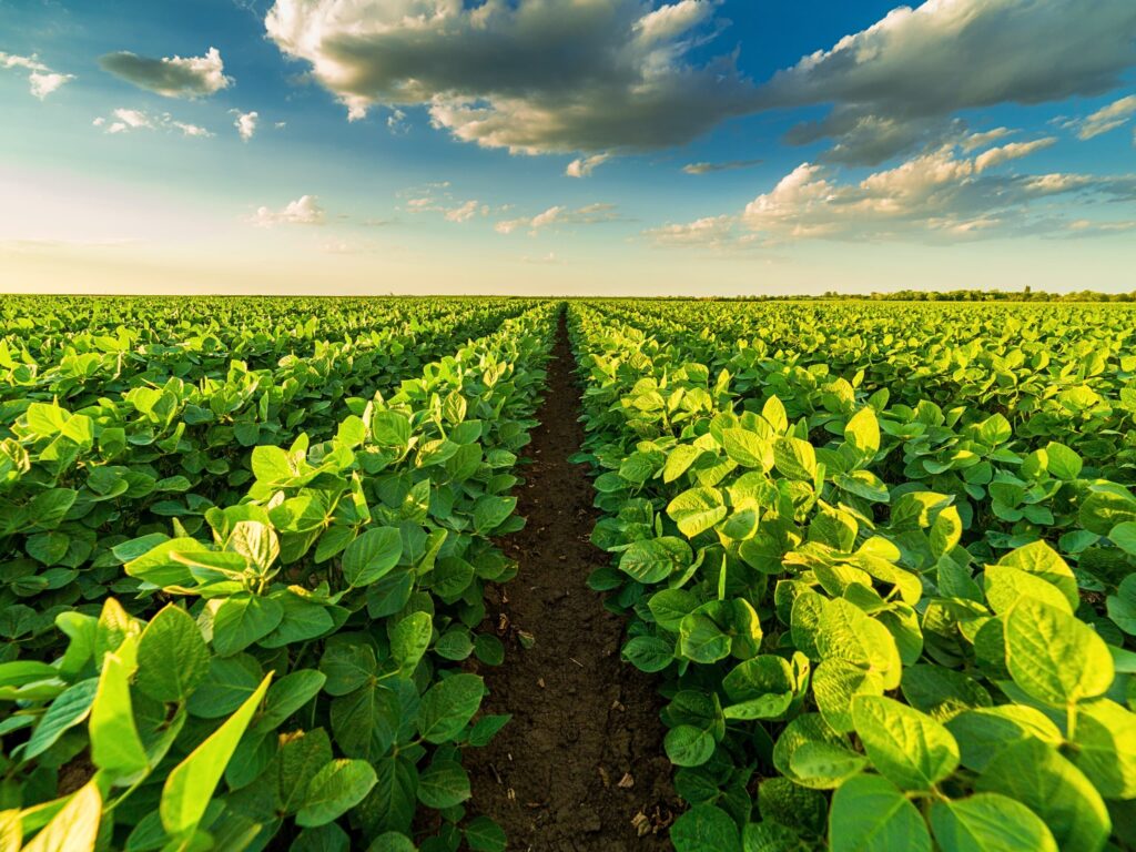 ISO Tank containers used for liquid agricultural chemicals and fertilizer storage in South Africa