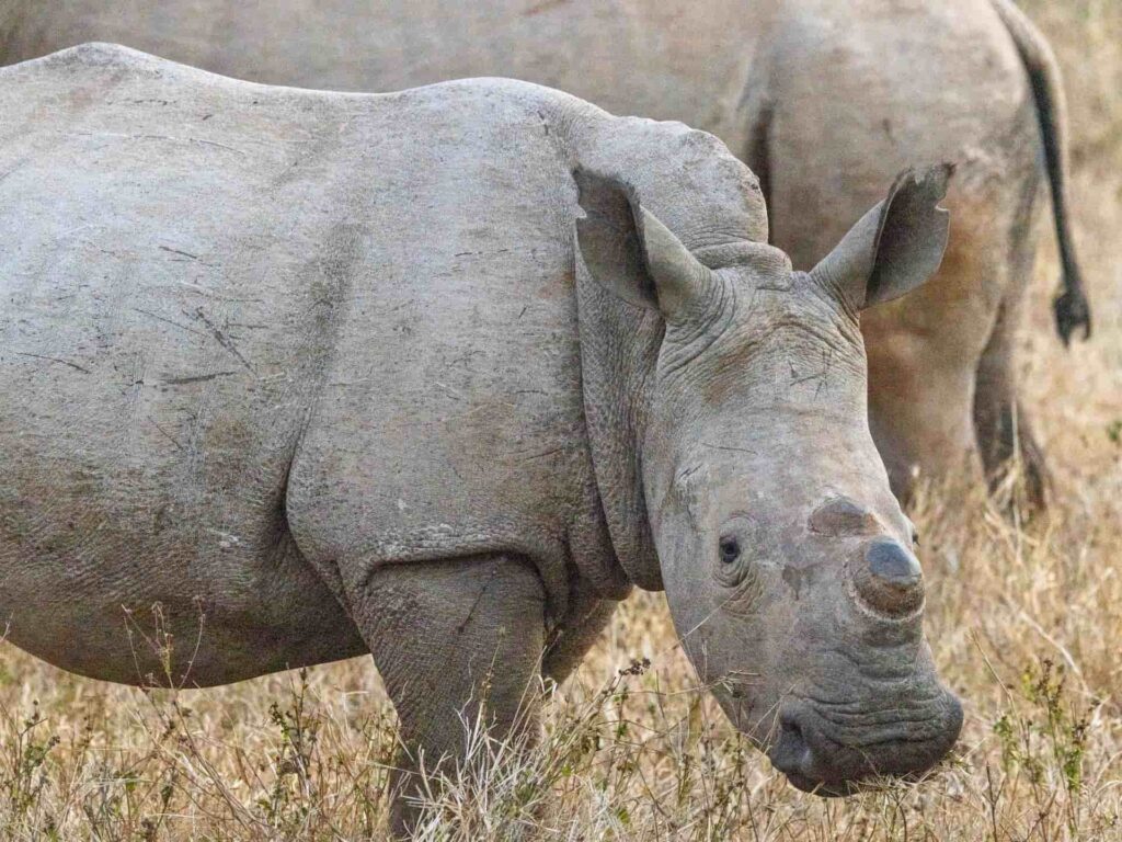 Almar Container Group supporting the Adopt-A-Rhino Programme with Kibo the White Rhino in South Africa