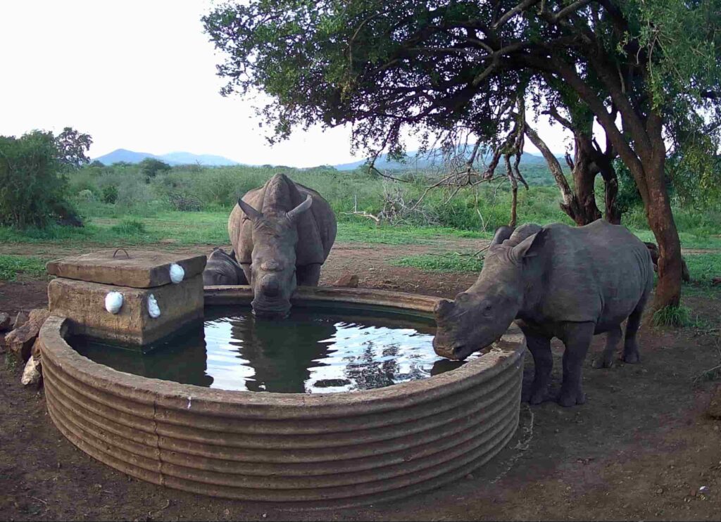 Kibo and other white rhinos drinking at a waterhole in South Africa protected by the Adopt-A-Rhino Programme