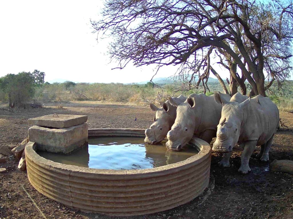 Three rhinos, including Kibo, drinking water at a protected conservation waterhole supported by the Adopt-A-Rhino Programme