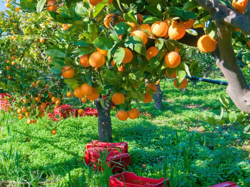 Farmers using mobile cold storage to keep produce fresh and reduce post-harvest losses.