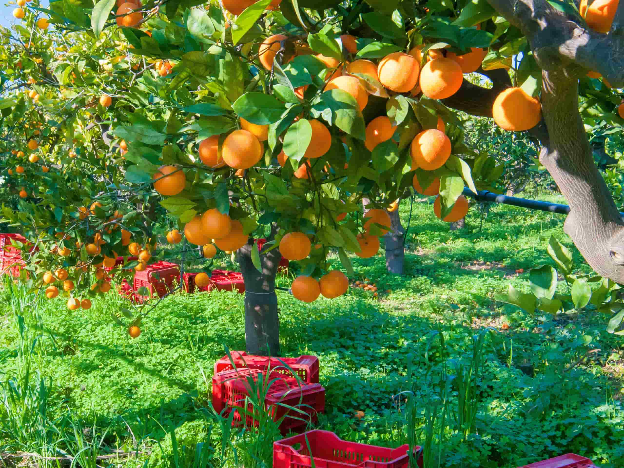 Farmers using mobile cold storage to keep produce fresh and reduce post-harvest losses.