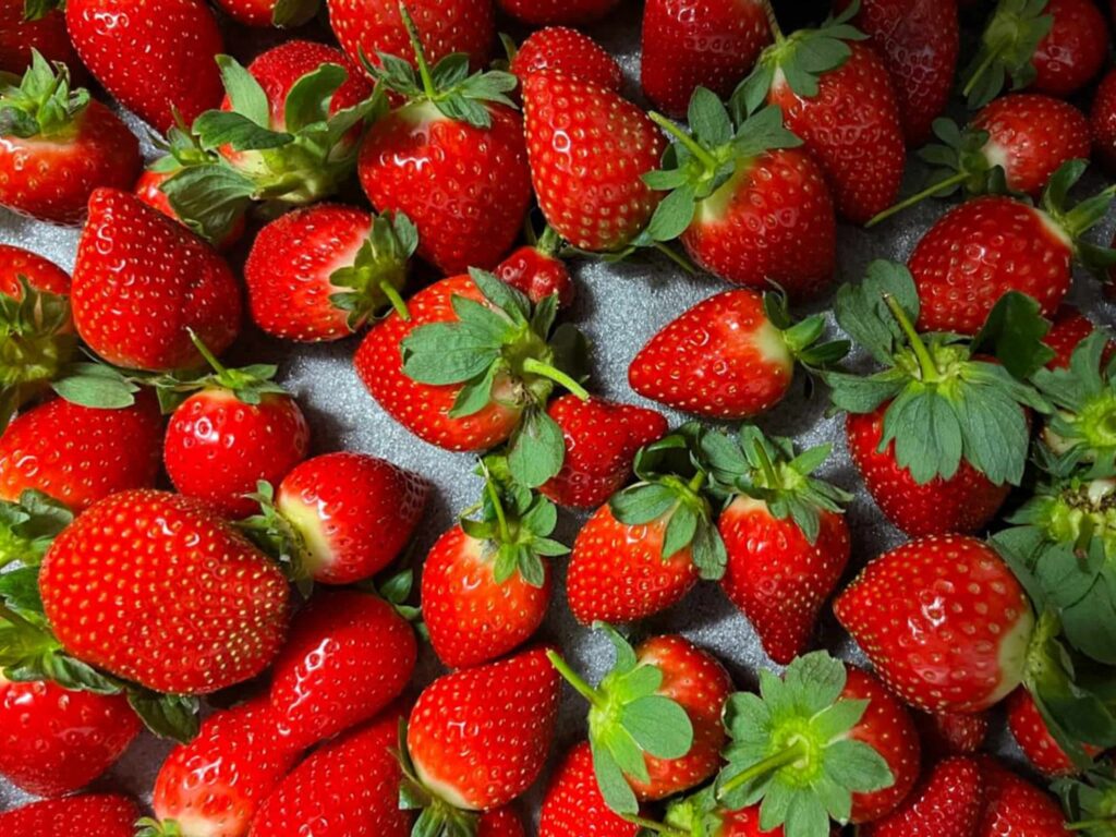 Fresh strawberries in crates inside an Almar refrigerated container for berry farming.