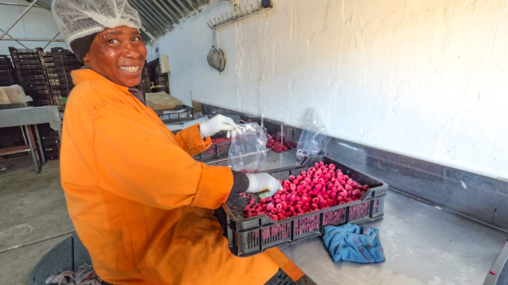 worker in orange PPE and hairnet smiles while hand-sorting and packaging fresh raspberries in a clean indoor facility.