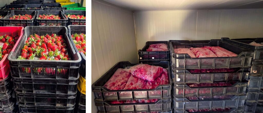 Interior of a 12m Almar refrigerated container stacked with crates of frozen berries in a temperature-controlled environment.