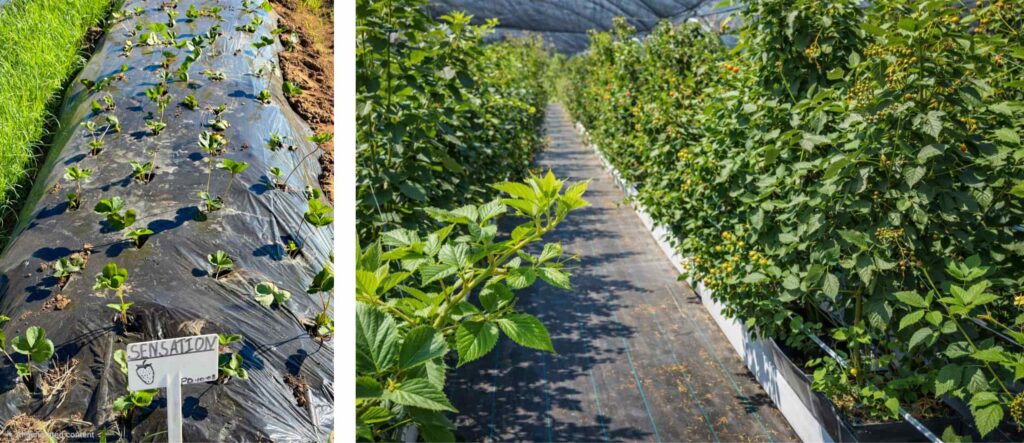 Raspberries on the vine at a South African farm ready for refrigerated storage.