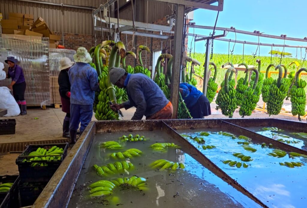 Farm workers processing green bananas in a large water-filled washing tank at a packhouse.