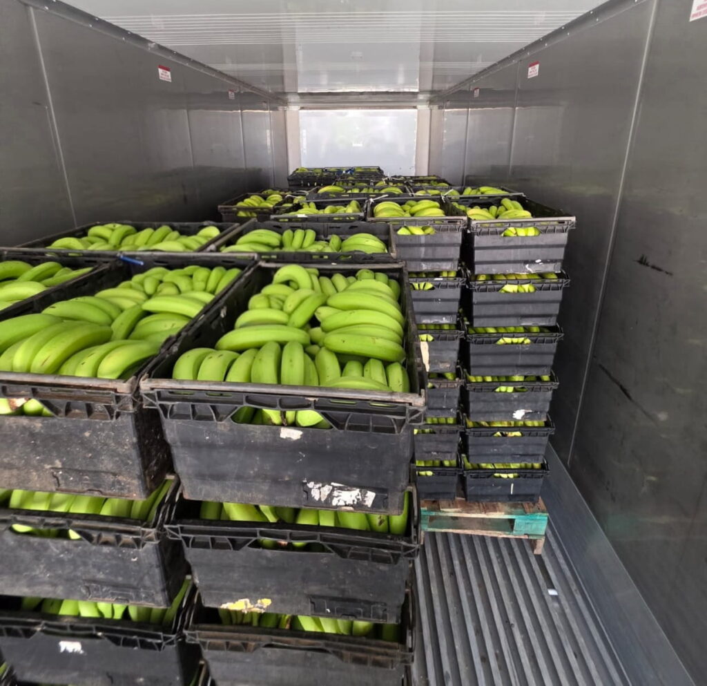 Stacks of black crates filled with green bananas inside a clean, refrigerated Almar container.