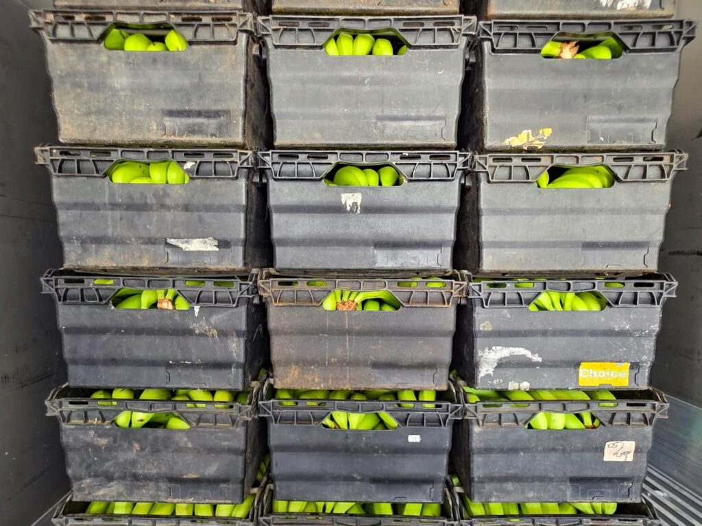 A close-up of several stacks of black crates filled with green bananas ready for distribution.