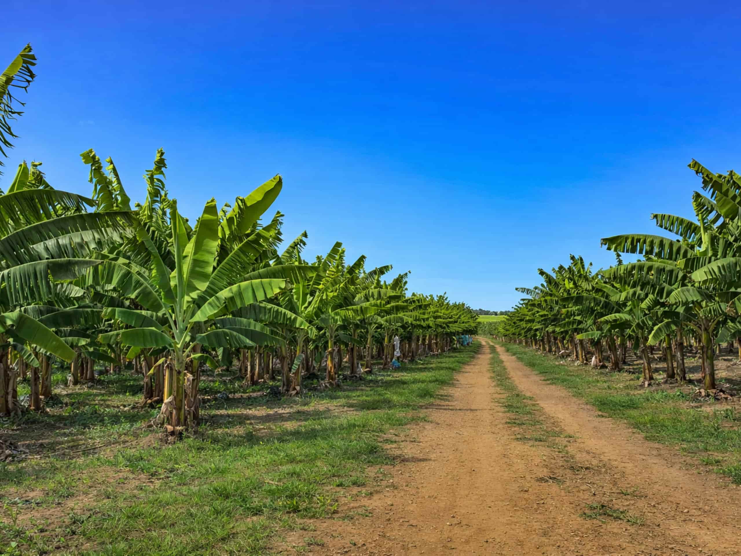 A wide view of rows of healthy banana trees on a farm under a clear blue sky