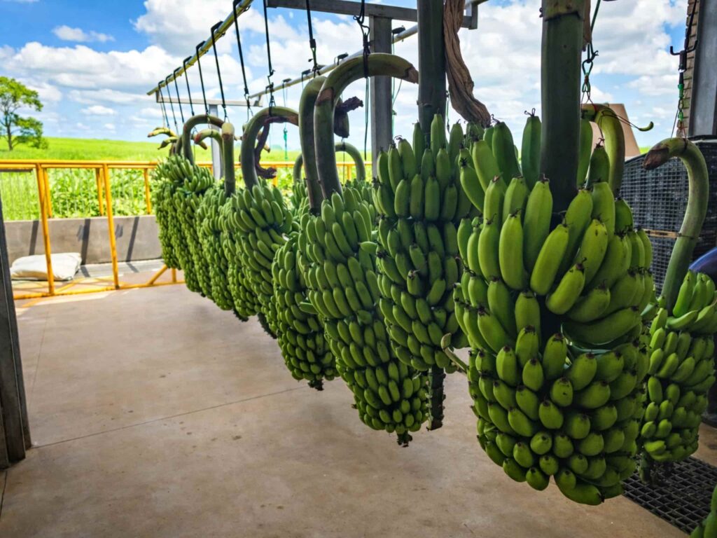 Rows of healthy banana trees on the Stegen Group farm under a clear blue sky