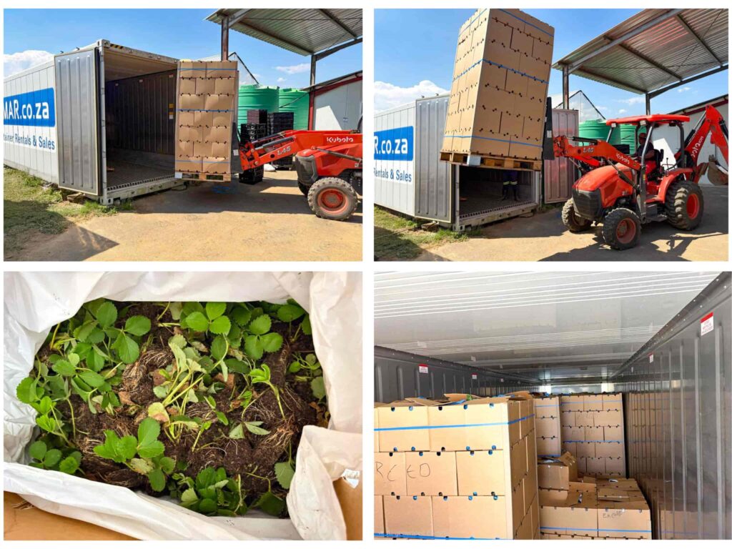 Workers loading berry plants into an Almar refrigerated container on-site at a farm, to store before planting