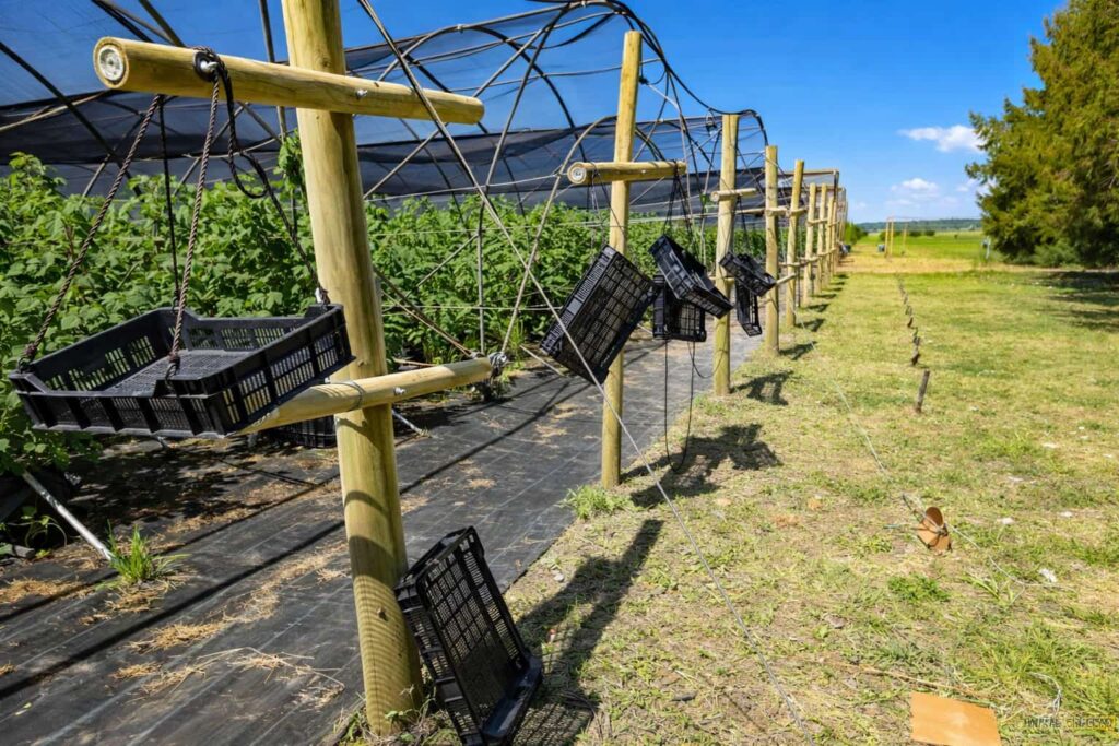 Raspberries on the vine at a South African farm ready for refrigerated storage.