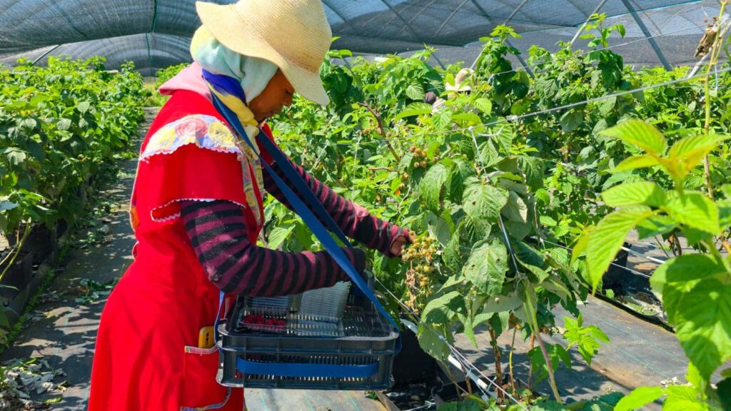 Farm worker harvesting fresh berries into a crate