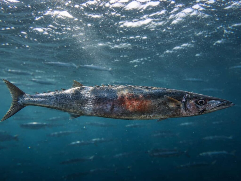 School of Cape snoek (Thyrsites atun) swimming in the Atlantic Ocean off the West Coast of South Africa