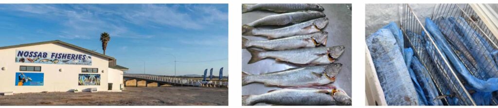 Nossab Fisheries seafood processing facility in Velddrif with fresh Cape snoek prepared for distribution on South Africa's West Coast